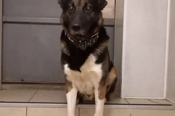 Пропала слепая собака Кобель на Комсомольской улице, 59, Самара