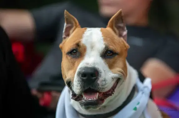 Собаки потеряшки, Вторая Пятилетка, фото: Потеряшка собака в Краснослободске, Волгоградская область