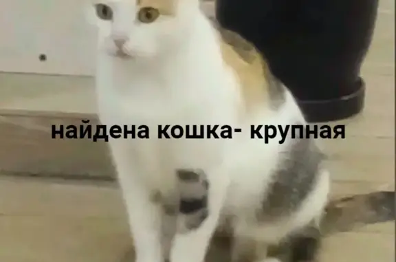 Найдена кошка в Псковском районе, ищем хозяина