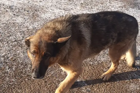 Найден грустный пёс, адрес: Волжская ул., Красноярск