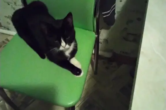 Найден бело-черный котенок с треугольником