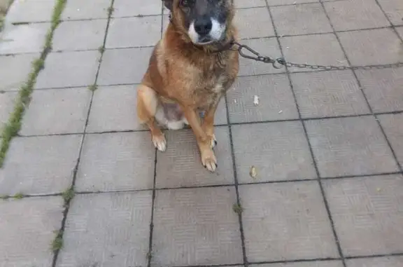 Пропала собака Дворняжка, бело-рыжего цвета, Московская область