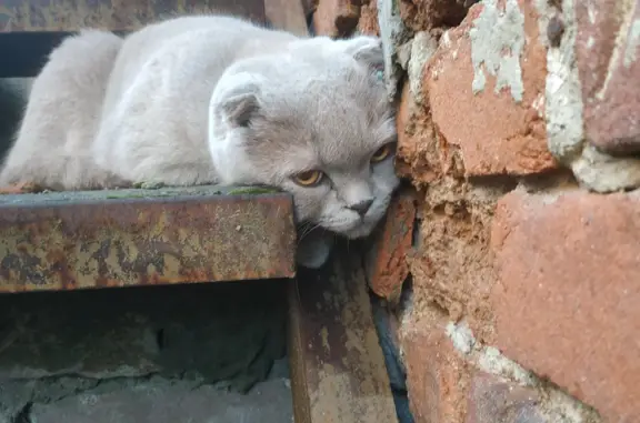 Найден британский кот на Гимназической ул., 115, Краснодар