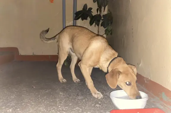 Найдена собака: Сеченова, 8, Новокузнецк