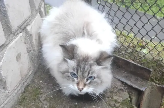 Кошка найдена на улице Краснодонцев