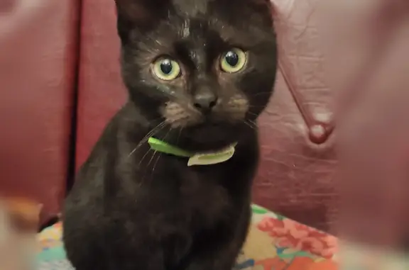 Найден черный котенок с зеленым ошейником на ул. Гагарина, 9, Дедовск