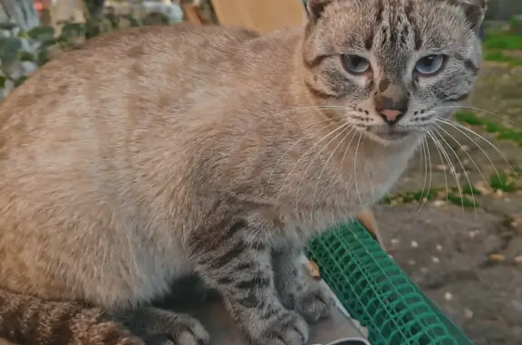 Найден котик с голубыми глазами, ул. Героев Десантников, Новороссийск