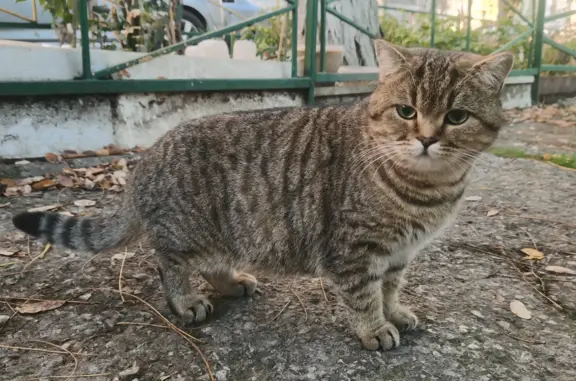 Найдена дружелюбная кошка на ул. Героев Десантников, Новороссийск