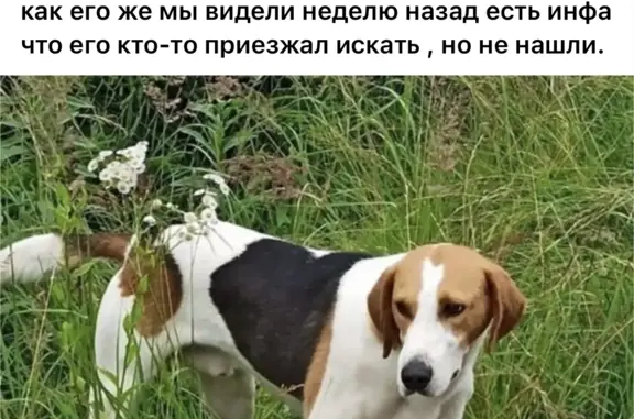 Найдена охотничья собака на Школьной улице, Нижегородская область
