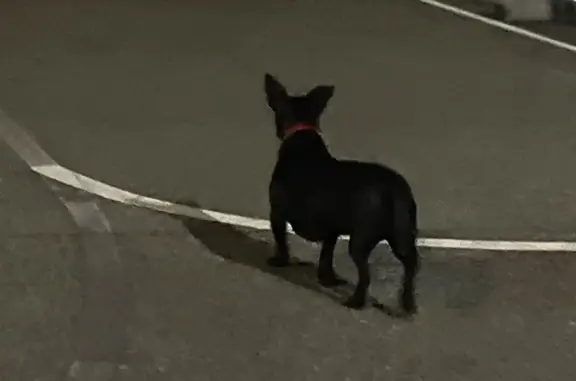Найдена собака в Олимпийском парке, Сириус