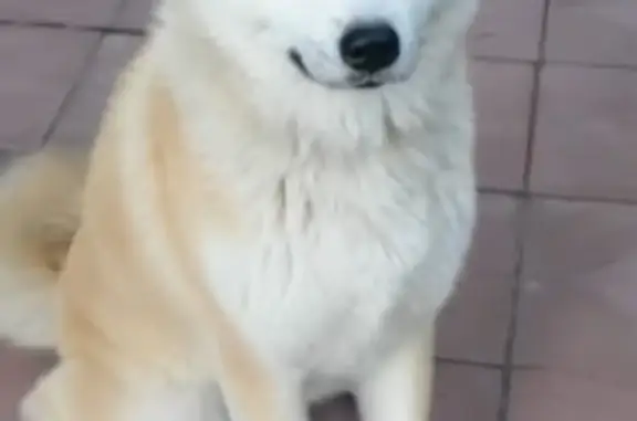Собака породы Акита-ину найдена на Батумском шоссе