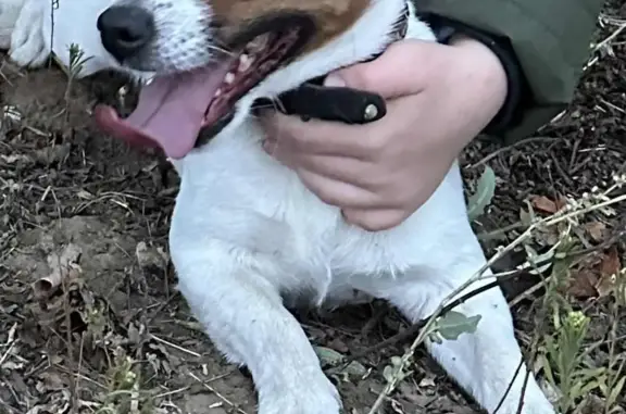 Пропала собака Джек Рассел терьер в Архызском сельском поселении
