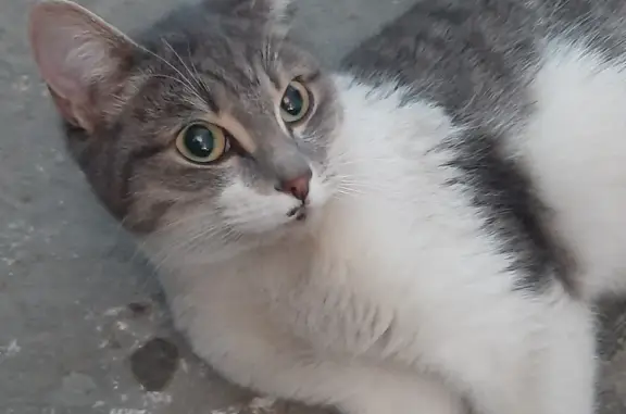 Найдена серо-белая кошка на 4 этаже, Ангарск