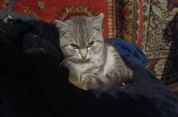 Найдена кошка, гараж на Пушкина, Гоголя, Циолковского
