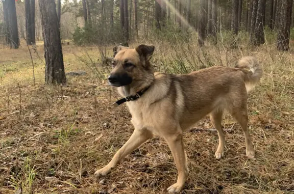 Пропала собака: светло-коричневая дворняжка, Барнаул