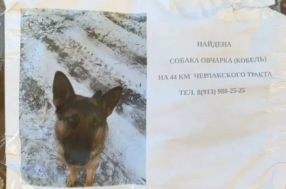 Собака найдена на Черлакском тракте, Омская область