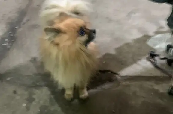 Собака Шпиц найдена на СТО, Ханты-Мансийск