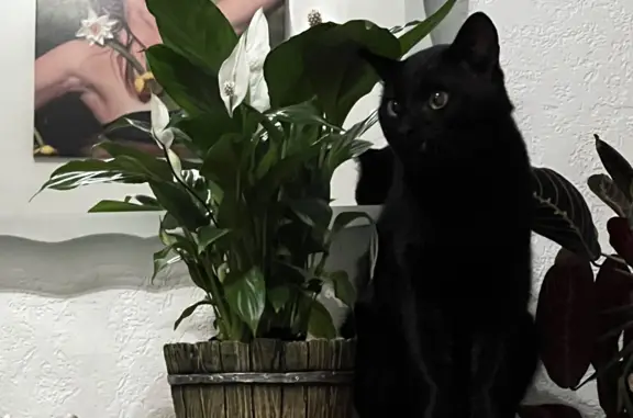 Найден черный котик на ул. Луначарского, 99, Пермь