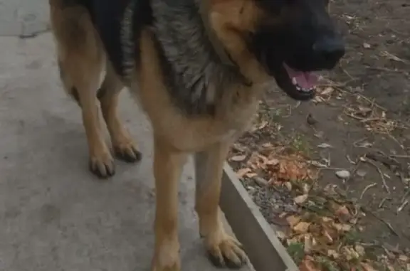 Пропала собака, Томская область