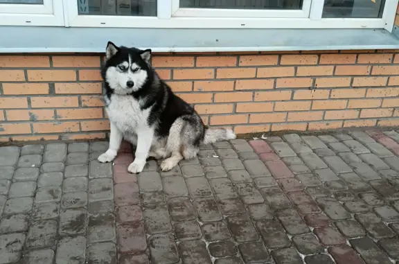 Собака найдена на Линейной 105, Красноярск