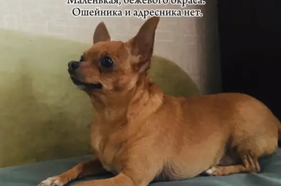 Пропала собака в Выборгском районе, СПб