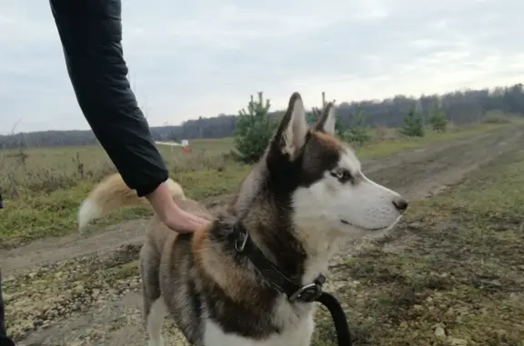 Собака Хаски найдена в Московской области