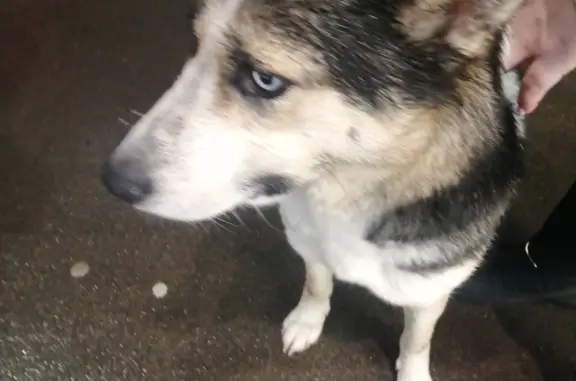 Найдена собака: хаски с белым пятном, ул. Чернышевского, Пермь