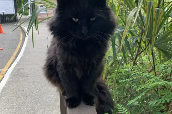 Найдена добрая черная кошка в Терренкур, Сочи