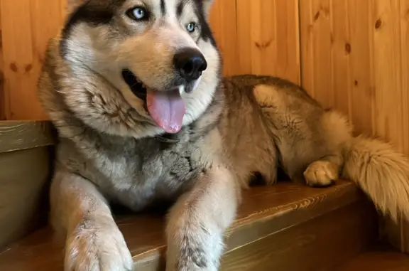 Пропала собака: сибирская хаски, серый окрас, голубые глаза, Орехово-Зуево