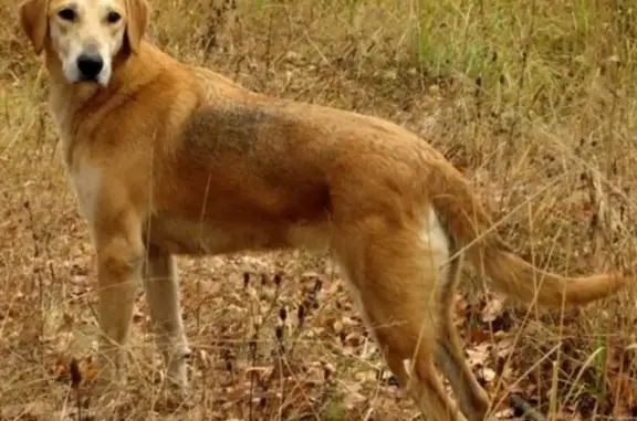 Пропала собака на Четлос, Республика Коми