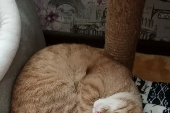 Кошки потеряшки, Ульяновск, фото: Потеряшка кошка Рыжий кот, ул. Ефремова 84Б, Ульяновск