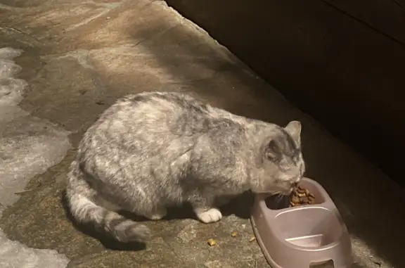 Голодный котик найден в саду Визовец 5