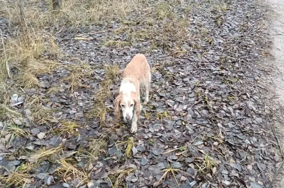 Найдена собака: русский спаниель, деревня Игуменка, Тверская обл.