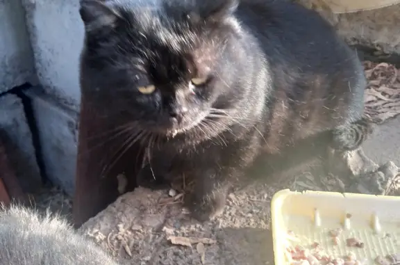 Найдена кошка ул. Глеба Успенского, 12, Пермь