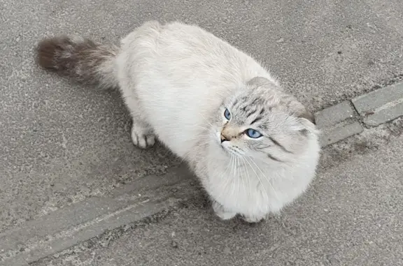 Найден кот на остановке 5 декабря, ул. Дурова, 7