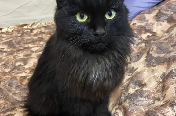 Найдена кошка Кот, черный с белым пятном на груди
