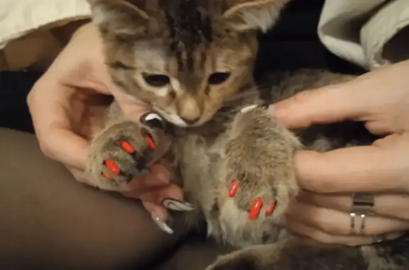 Кошки потеряшки, Санкт-Петербург, фото: Потеряшка кошка, пр-т Большевиков 5, СПб