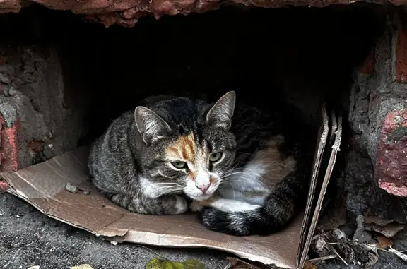 Найдена кошка на Большой Семеновской, Москва
