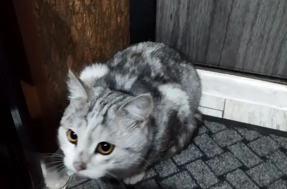 Найдена серо-белая кошка на Сормовском шоссе, 2, Нижний Новгород