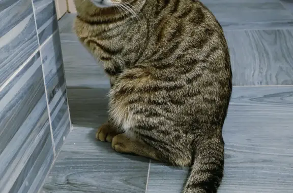 Пропала кошка Кот, азиатский табби, без ошейника. Чепелёво, Московская область