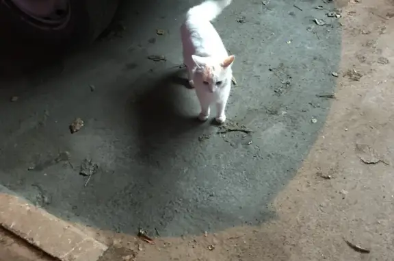 Найдена белая кошка, адрес: Железнодорожный МО, Балашиха