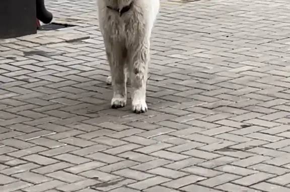 Пропала Перинейская горная собака, Курская область