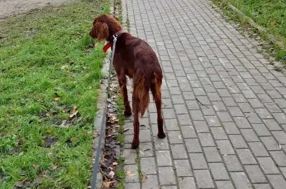 Пропала собака Ирландский сеттер в Москве