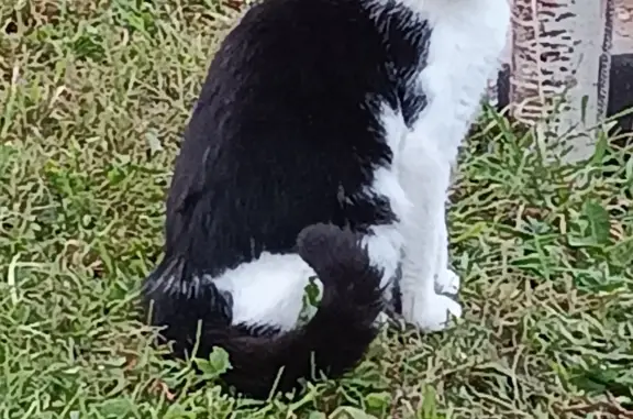 Пропала кошка: Молодая, бело-черная, 2-й Соловьиный переулок, 16