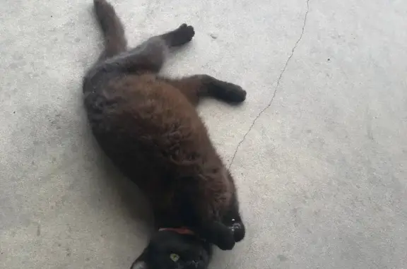 Пропала беременная кошка на Советской улице, 78