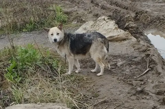 Найдена собака в Московской области