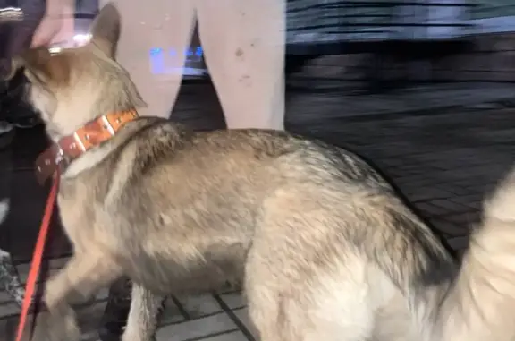 Собака найдена на пр. Мира, 9, Краснокамск