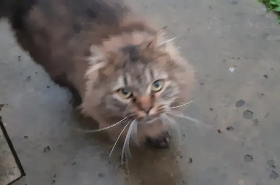 Найден пугливый кот в Косяково, Московская обл.