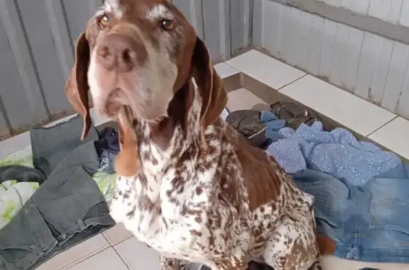 Найдена истощенная собака в Лорисе, ищем хозяина