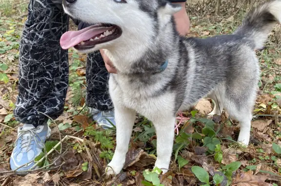 Найдена собака Хаски в Анненках